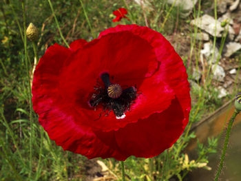 Close-up of bee on red poppy blooming on field