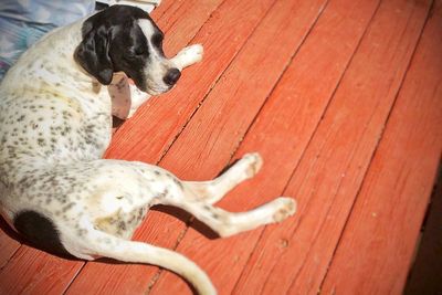 Dog lying on carpet