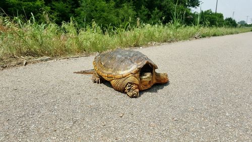 Turtle on road