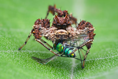 Close-up of spider