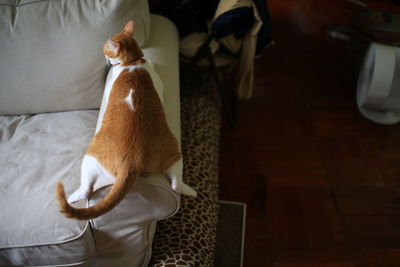 Cat looking away while sitting at home