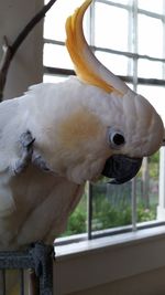 Close-up of parrot in cage