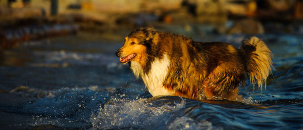 Side view of dog in water