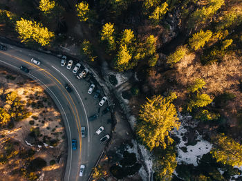 High angle view of autumn trees by road