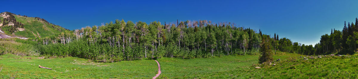 Scenic view of field against clear blue sky