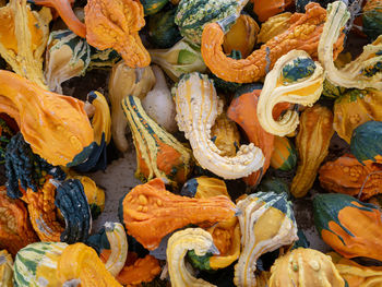 Full frame shot of pumpkins