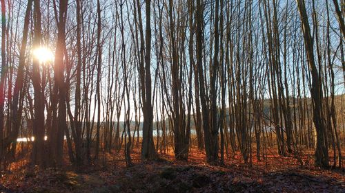 Sun shining through trees in forest