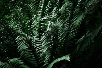 Close-up of fern leaves