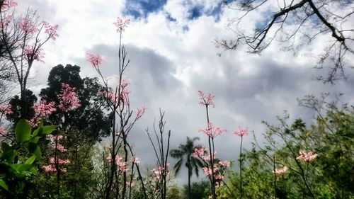 Low angle view of trees against cloudy sky