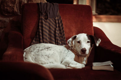 Close-up of dog relaxing on sofa at home