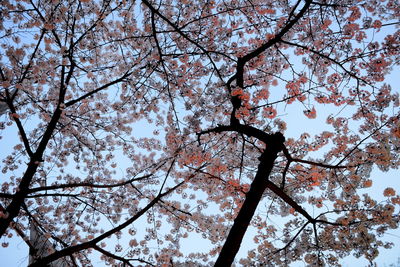 Low angle view of cherry blossoms
