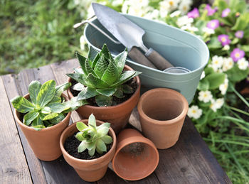 Potted plant
