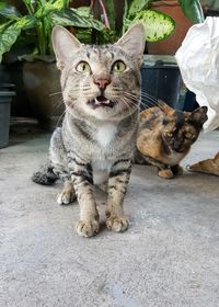 Portrait of cat sitting outdoors