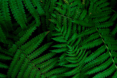 Full frame shot of fern leaves