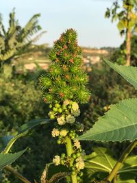 Close-up of fresh green plant