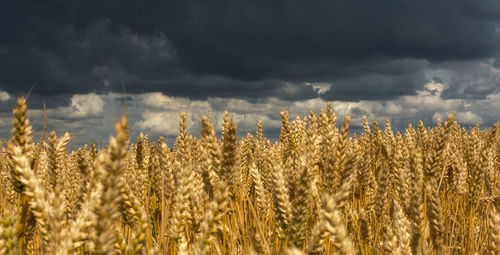 Close-up of wheat field against sky