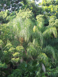 Trees growing in forest