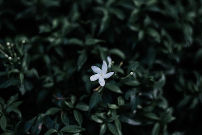 Close-up of white flowering plant