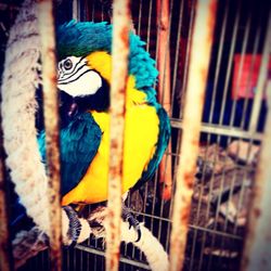 Close-up of parrot in cage