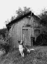 Dog in a field