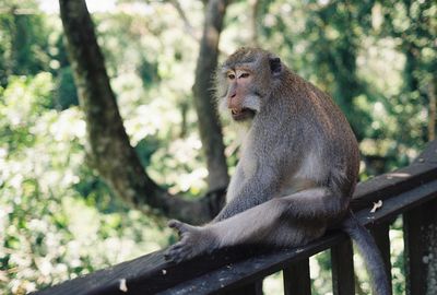 Monkey sitting on tree in forest