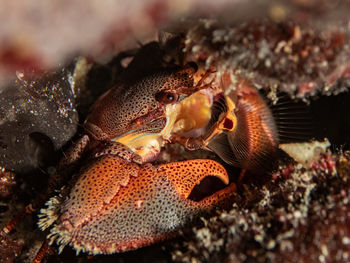 Petrolisthes marginatus, a porcelain crab