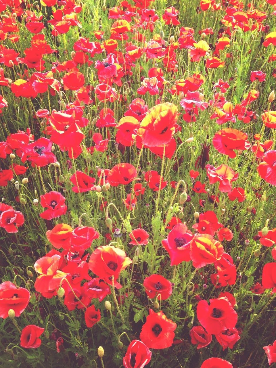 flower, red, growth, freshness, beauty in nature, petal, fragility, nature, plant, blooming, field, high angle view, flower head, full frame, abundance, leaf, backgrounds, in bloom, tulip, day