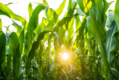 Close-up of wheat growing on field