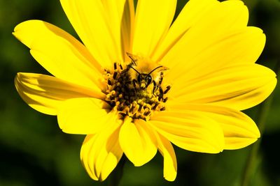 Yellow blossom with bee