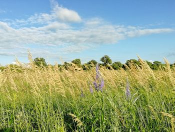 Crops growing on field against sky