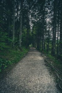 Road amidst trees in forest