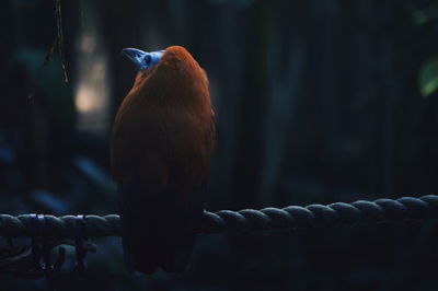 Close-up of bird perching