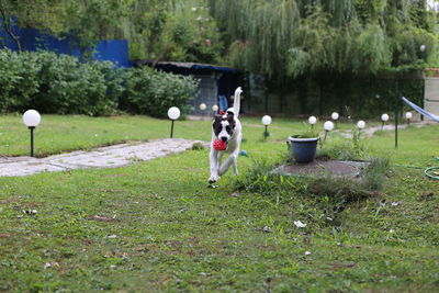 View of ciobanesc de bucovina dog in garden