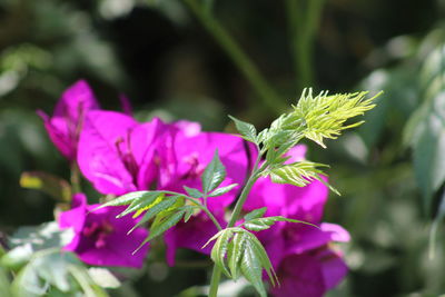 Close-up of pink flowers growing on plant