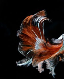 Close-up of fish underwater