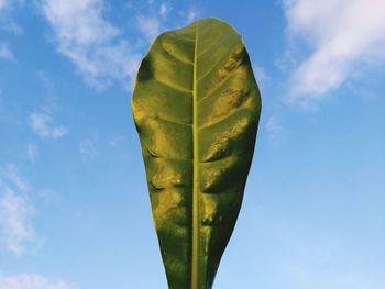 Low angle view of green leaf against sky