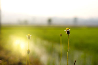 Close-up of yellow flower on field