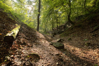 Road amidst trees in forest