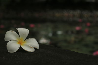 Close-up of white flowering plant