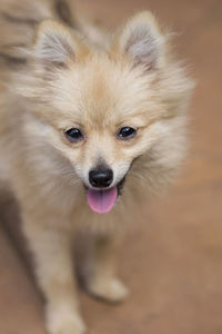 Close-up portrait of a dog