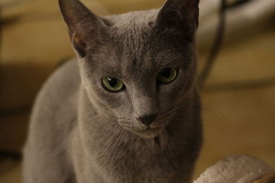 Close-up portrait of tabby russian blue cat