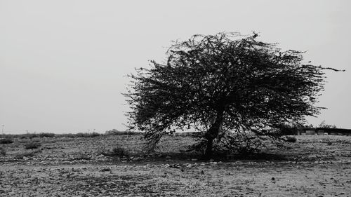 Tree in field against clear sky
