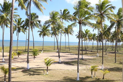 Palm trees on beach against clear sky