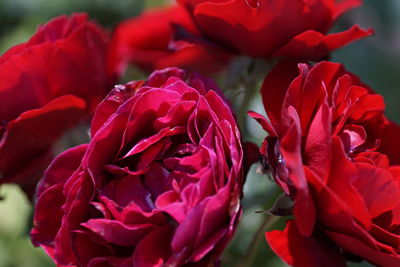 Close-up of red roses blooming outdoors