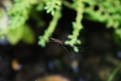 Close-up of spider on web