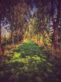 Footpath passing through forest