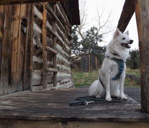 Dog in park