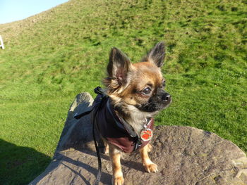 Dog standing on grassy field