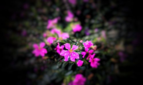 Close-up of pink flowering plant