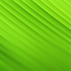 Full frame shot of palm leaves